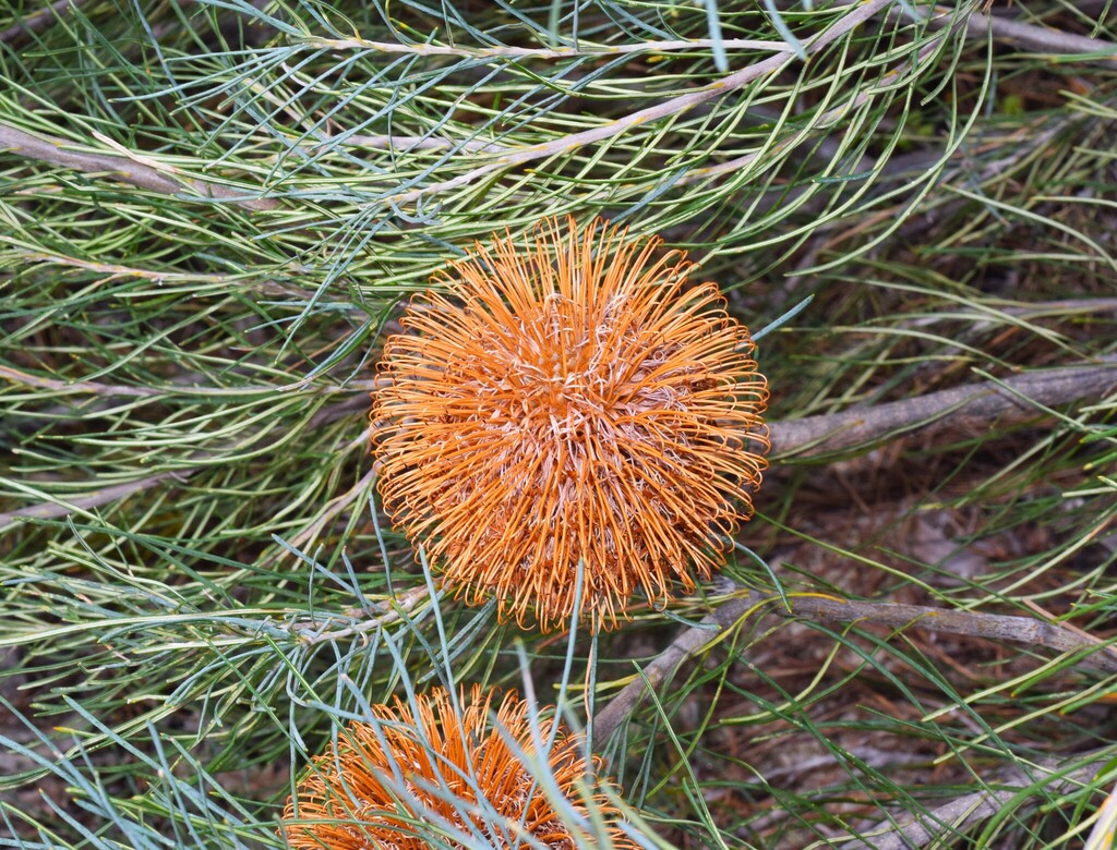 Banksia leptophylla