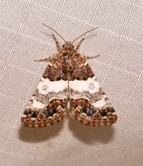 Schinia albafascia