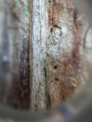 Chaenotheca xyloxena