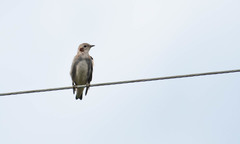 Agropsar philippensis