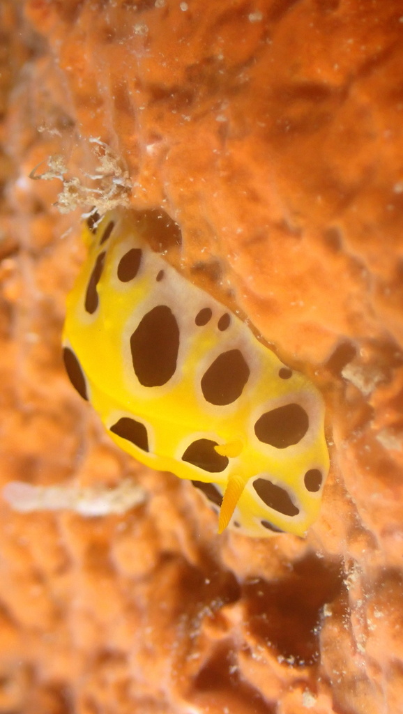 Polkadot Nudibranch