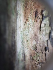 Chaenotheca xyloxena