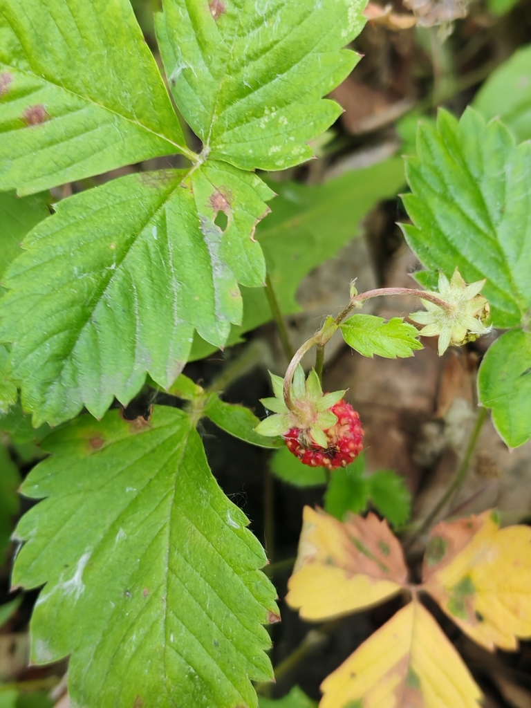 Fragaria vesca