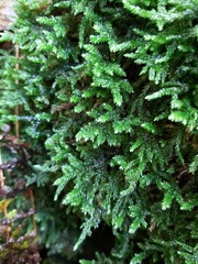 Thamnobryum alleghaniense
