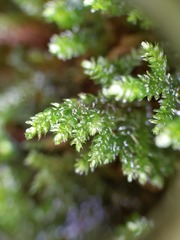 Thamnobryum alleghaniense