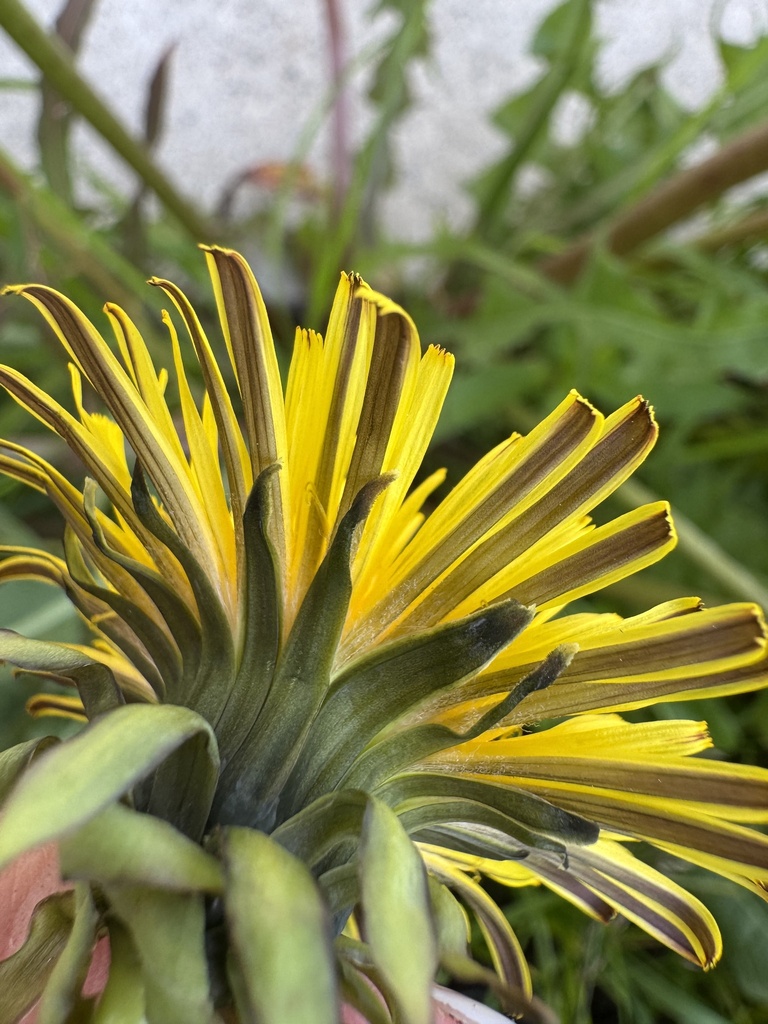 Taraxacum