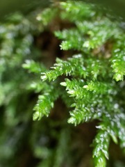 Thamnobryum alleghaniense