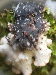 Peltigera elisabethae