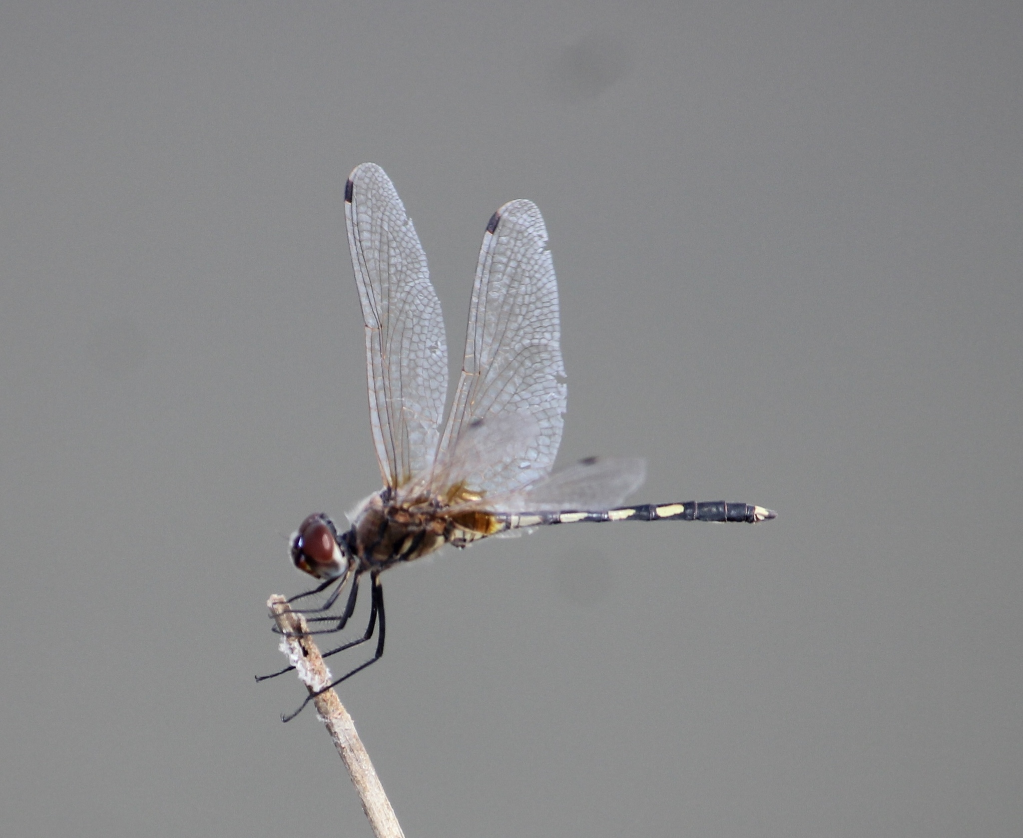 Long-Legged Marsh Glider