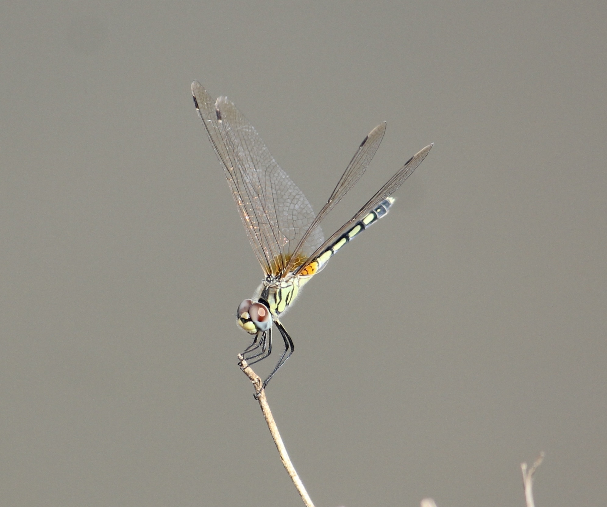 Long-Legged Marsh Glider