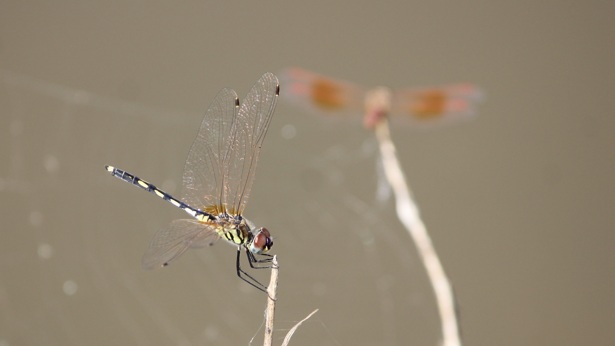 Long-Legged Marsh Glider