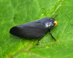 Cephisus xanthocephala