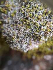 Bilimbia sabuletorum