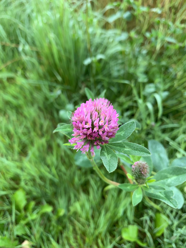 Trifolium