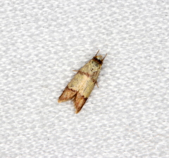Heteroteucha distephana