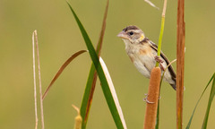 Ploceus manyar