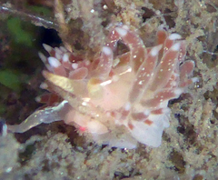 Coryphella cooperi