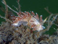 Coryphella cooperi