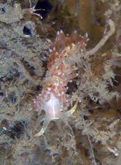Coryphella cooperi