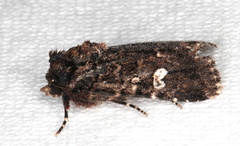 Ectopatria horologa