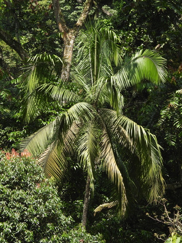 Mountain Nibong Palm (Oncosperma horridum)
