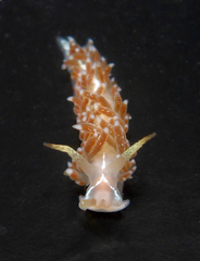 Coryphella cooperi