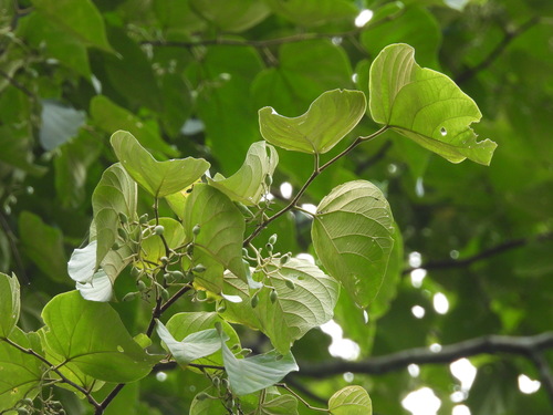 Alangium kurzii