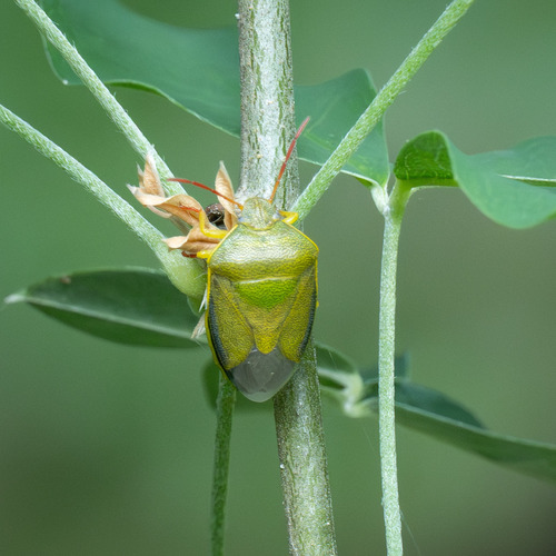 Piezodorus lituratus