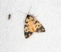 Thallarcha jocularis