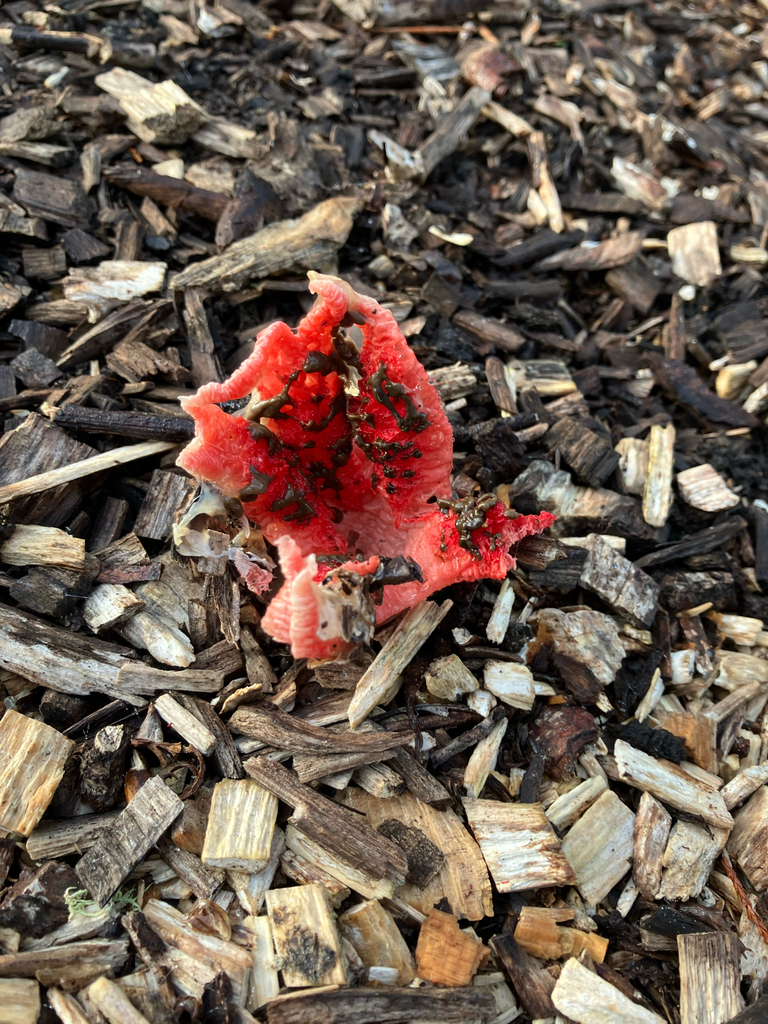 Clathrus archeri · July 2025 · photo: © cara-lisa (iNaturalist, cc-by)