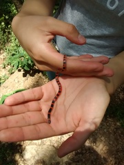 Geophis semidoliatus