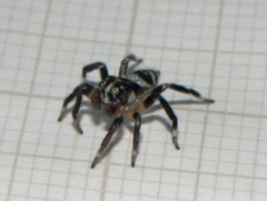 Corythalia vervloeti