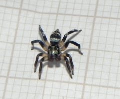 Corythalia vervloeti