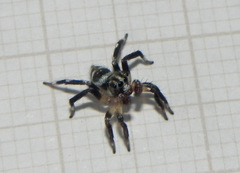 Corythalia vervloeti