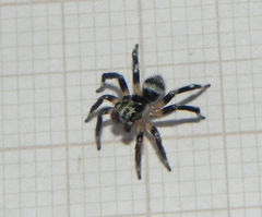 Corythalia vervloeti