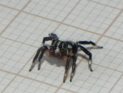 Corythalia vervloeti