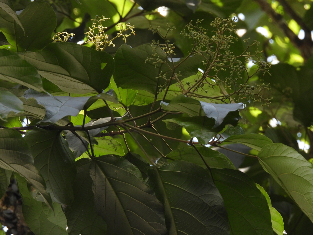 Callicarpa maingayi