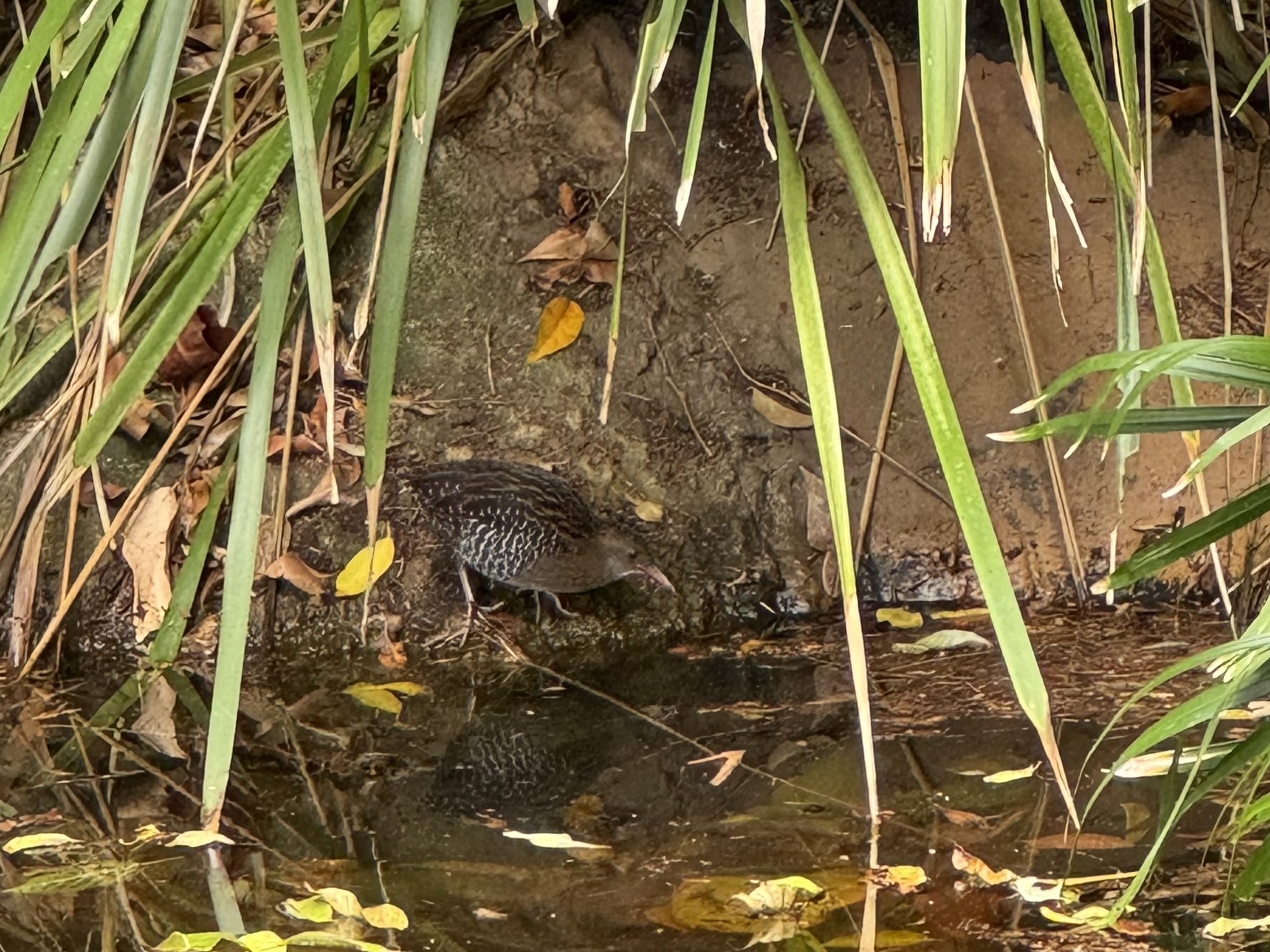 Lewin's Rail (Lewinia pectoralis), photo 6