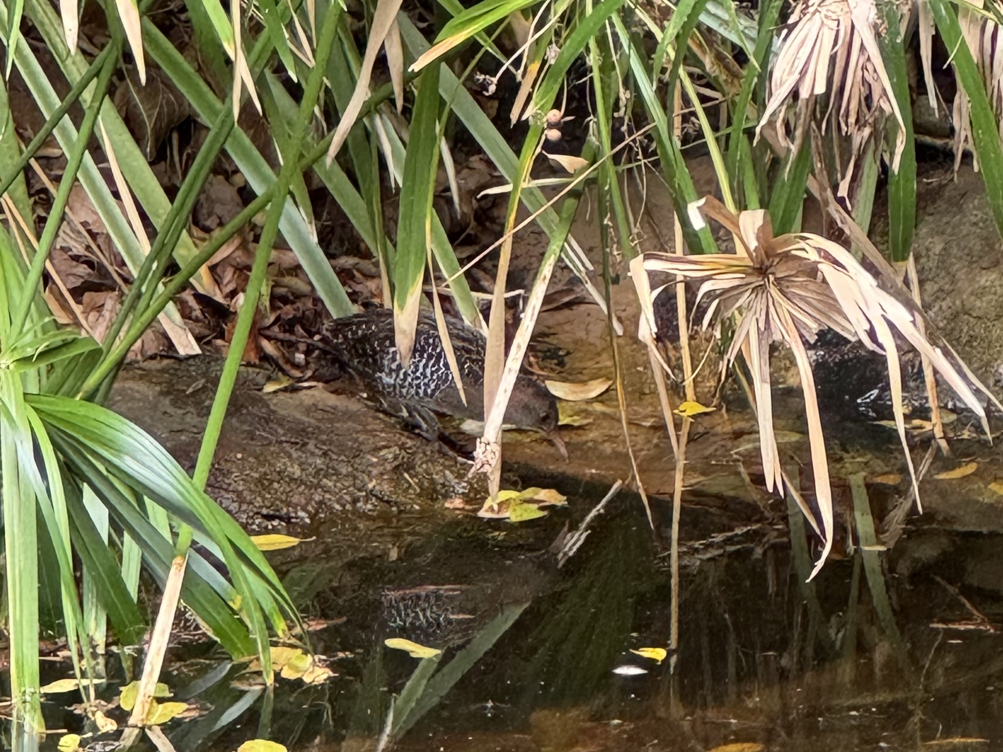 Lewin's Rail (Lewinia pectoralis), photo 7