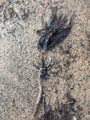 Laminaria hyperborea