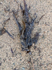 Laminaria hyperborea