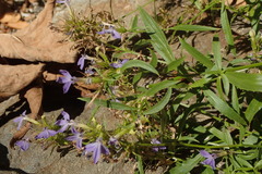 Palmerella debilis serrata