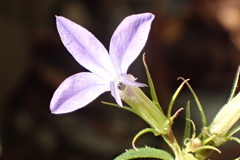 Palmerella debilis serrata