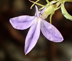 Palmerella debilis serrata