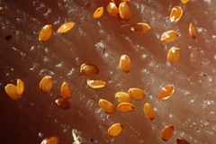 Palmerella debilis serrata