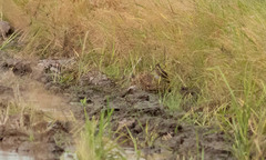 Gallinago stenura