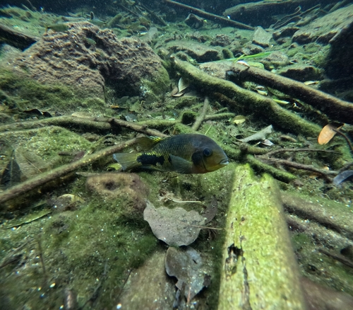 Vieja melanurus