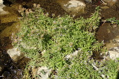 Palmerella debilis serrata