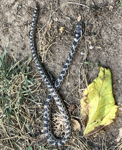 Four-lined snake (or ratsnake), Elaphe quatuorlineata