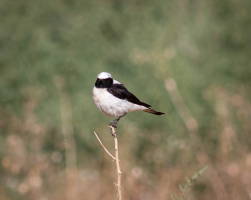 Finsch's Wheatear